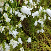 Campanula rotundifolia 'White Gem'